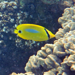 Chaetodon plebeius