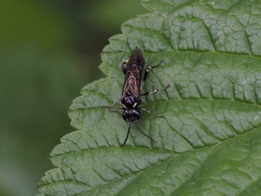 Macrophya albicincta