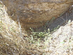 Hedeoma oblongifolia
