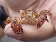 Metopograpsus thukuhar