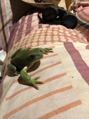 Agalychnis dacnicolor