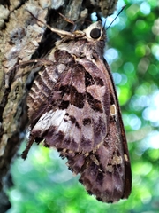 Eudamini