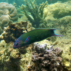 Thalassoma lunare