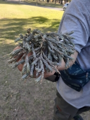 Tillandsia tricholepis