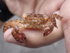 Metopograpsus thukuhar