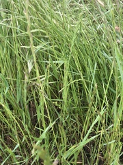 Lolium rigidum