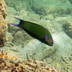 Thalassoma lunare