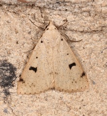 Scolecocampa atriluna