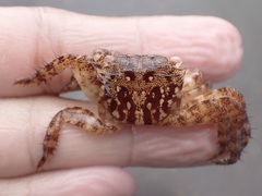 Metopograpsus thukuhar