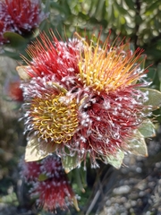 Leucospermum oleifolium