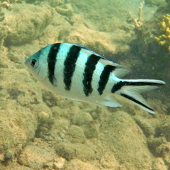 Abudefduf sexfasciatus