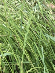 Lolium rigidum