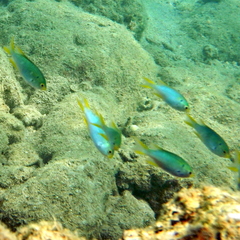 Neopomacentrus nemurus