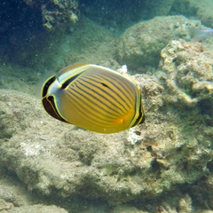 Chaetodon lunulatus