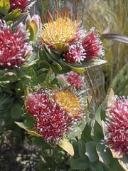 Leucospermum oleifolium