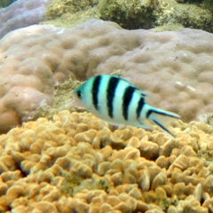 Abudefduf sexfasciatus