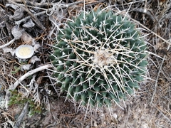 Mammillaria magnimamma