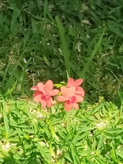 Freesia laxa