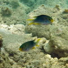 Neopomacentrus nemurus