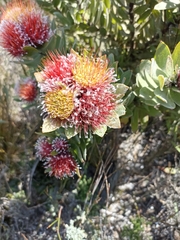 Leucospermum oleifolium