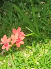 Freesia laxa