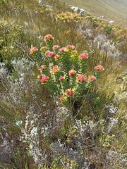 Leucospermum oleifolium
