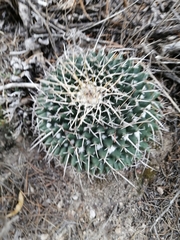 Mammillaria magnimamma