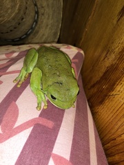 Agalychnis dacnicolor