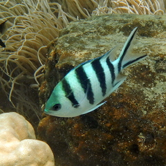 Abudefduf sexfasciatus