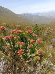 Leucospermum oleifolium
