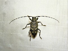 Astyleiopus variegatus