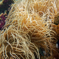 Heteractis crispa