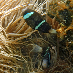 Amphiprion akindynos