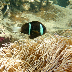 Amphiprion akindynos