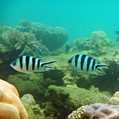 Abudefduf sexfasciatus