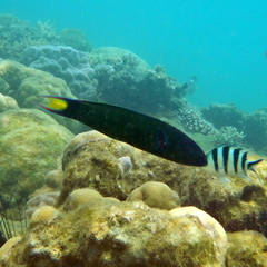 Thalassoma lunare