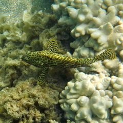 Epinephelus merra