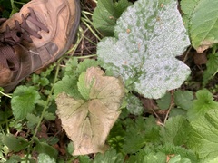 Erysiphaceae