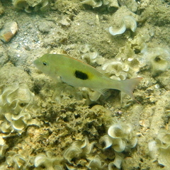 Lethrinus harak