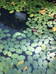 Nuphar sagittifolia