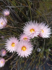 Edmondia