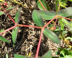 Euphorbia nutans