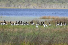 Anseranas semipalmata