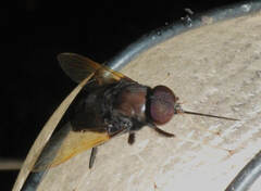 Fidena
