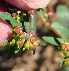 Euphorbia nutans