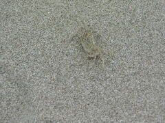 Ocypode gaudichaudii