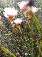 Edmondia