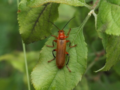Cantharis livida