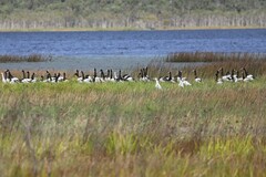 Anseranas semipalmata