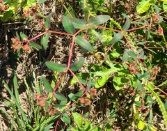 Euphorbia nutans
